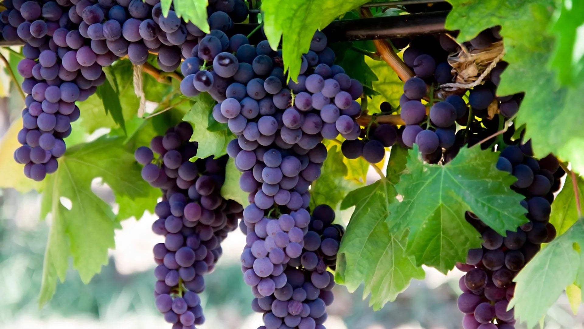 Can We Eat Black Grapes During Pregnancy? Dr. Snug